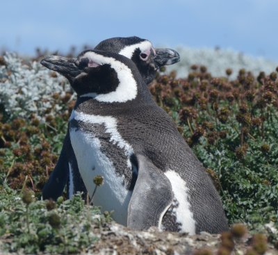 Magellanic Penguin Pair at Burrow