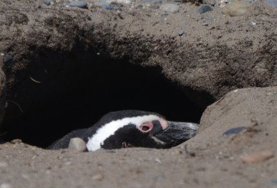 Magellanic Penguin Peeking out of Burrow