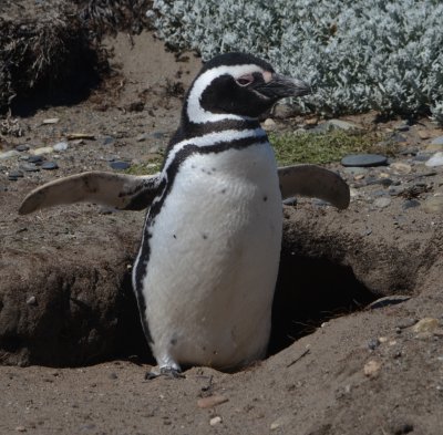 Magellanic Penguin Stretching his Wings