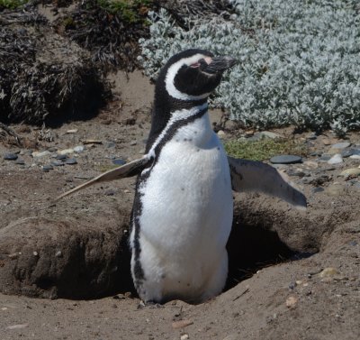 Magellanic Penguin Stretching its Wings