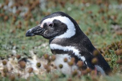 Magellanic Penguin at Burrow