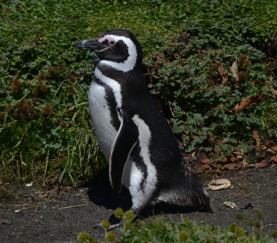 Magellanic Penguin