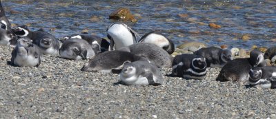 Magellanic Penguins Laying on the Beach