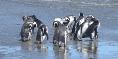 Magellanic Penguins Preneeing