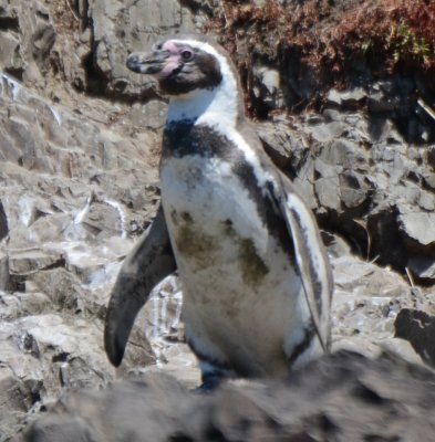 Humboldt Penguin