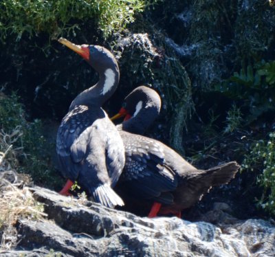 Red-legged Cormorants