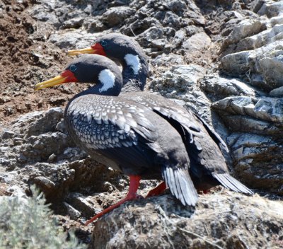 Red-legged Cormorants