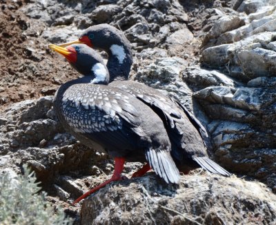 Red-legged Cormorants