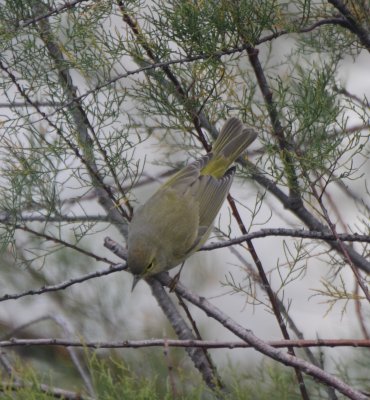 Orange-crowned Warbler