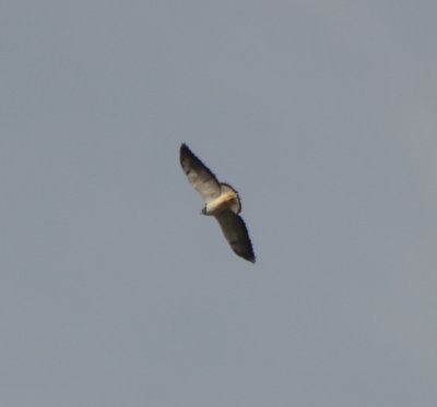 White-tailed Hawk