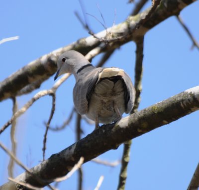 Eurasian Collared-Dove