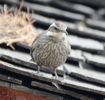 Dark-billed Cinclodes