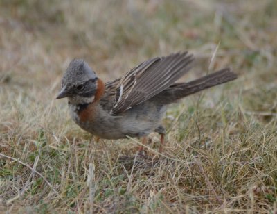 Rufous-collared Sparrow, Male