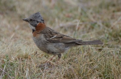 Rufous-collared Sparrow, Male