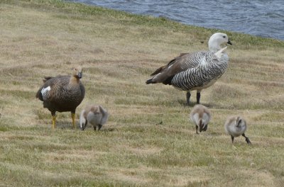 Upland Geese Pair with Goslings