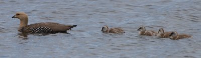 Upland Goose, Female with Goslings