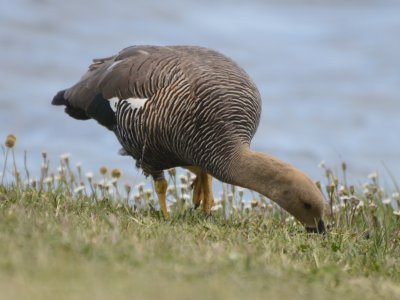 Upland Goose, Female Foraging