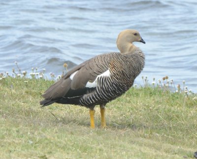 Upland Goose, Female