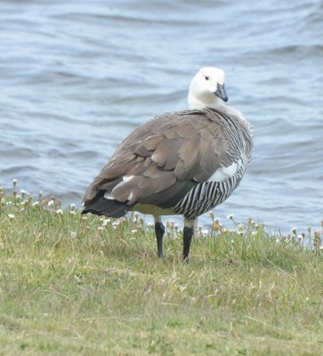 Upland Goose, Male