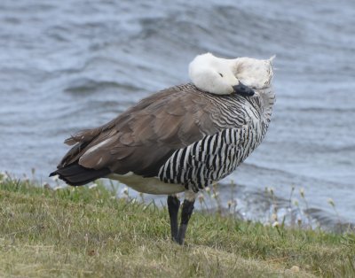 Upland Goose, Male Preneeing