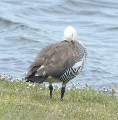Upland Goose, Male Preneeing