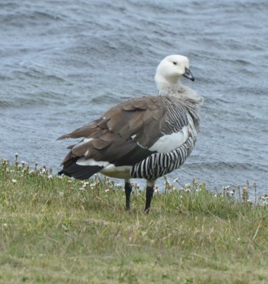 Upland Goose, Male