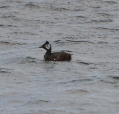 White-tufted Grebe