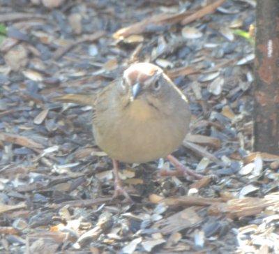 Rufous-crowned Sparrow