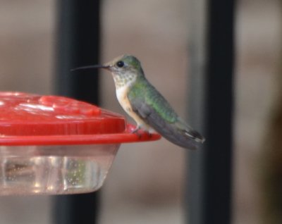 Calliope Hummingbird, Female