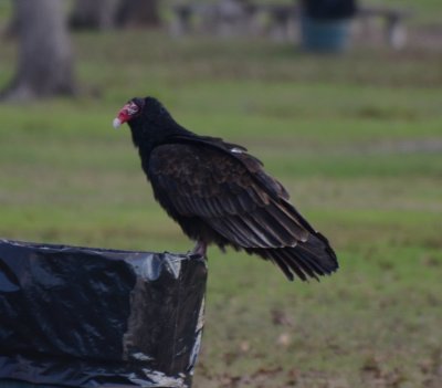 Turkey Vulture