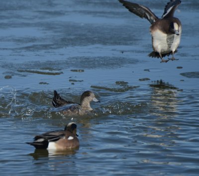 American Wigeons, Drakes and Hen Basic Plumage