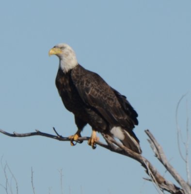 Bald Eagle, 4th-Year Sub-Adult