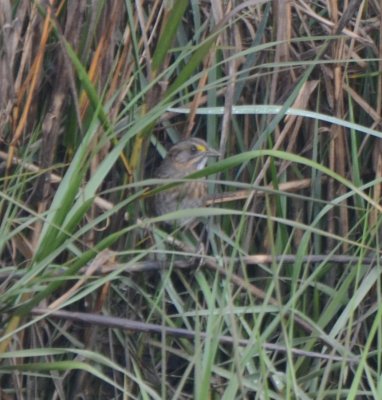 Seaside Sparrow, Gulf Coast