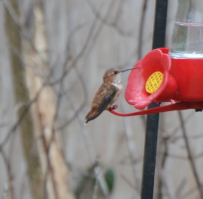 Rufous Hummingbird, Immature Male