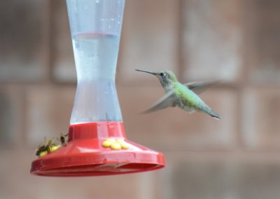 Anna's Hummingbird, Female