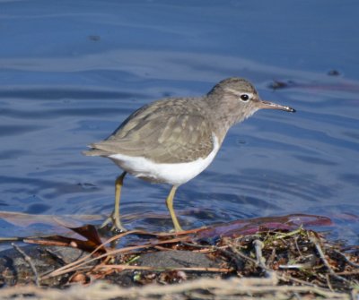 Spotted Sandpiper, Basic Plumage