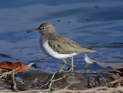 Spotted Sandpiper, Basic Plumage