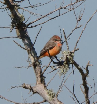 Vermilion Flycatcher, Immature Male