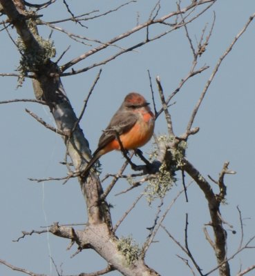 Vermilion Flycatcher, Immature Male