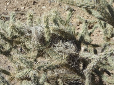 Cactus Wren Nest