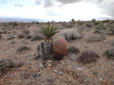 Yucca and Barrel Cactus