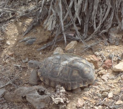 Desert Tortoise