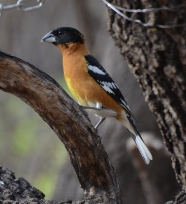 Black-headed Grosbeak, Male