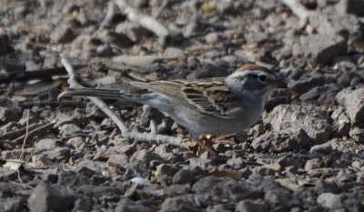 Chipping Sparrow