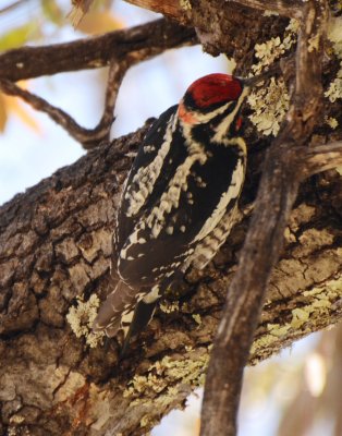 Red-naped Sapsucker, Female