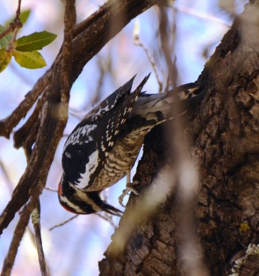 Red-naped Sapsucker, Female