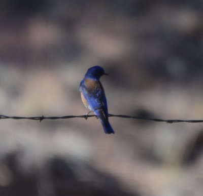 Western Bluebird, Male