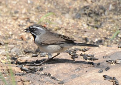 Black-throated Sparrow