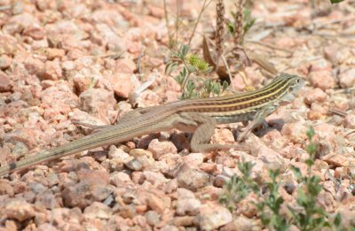 Common Spotted Whiptail