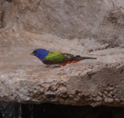 Painted Bunting, Male